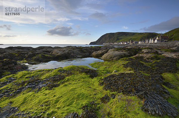 Küstenlandschaft mit Algen und großen Steinen am Fischerort Crovie  Banffshire  Schottland  Vereinigtes Königreich  Europa