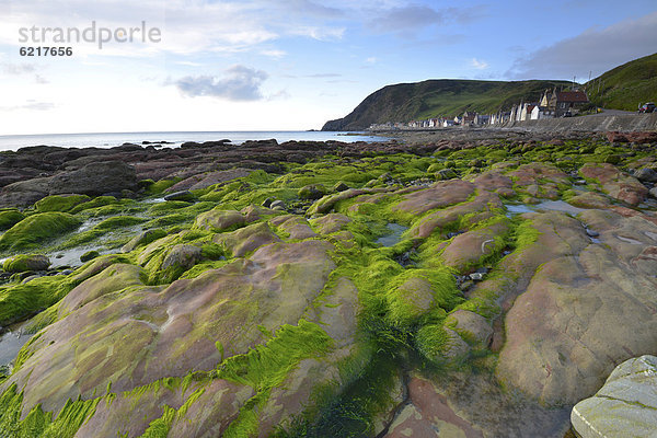 Küstenlandschaft mit Algen und großen Steinen am Fischerort Crovie  Banffshire  Schottland  Vereinigtes Königreich  Europa