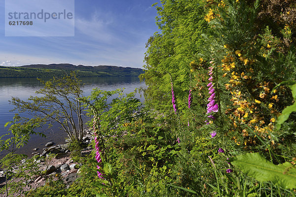 Blick auf Loch Ness  bei Inverness  Schottland  Großbritannien  Europa