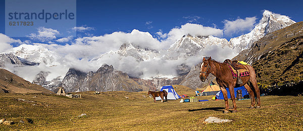 Zeltlagerplatz mit Pferd (Equus)  Cordillera Huayhuash  Anden  Peru  Südamerika