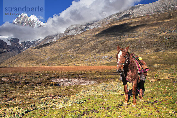 Pferd (Equus) mit Nevado Rondoy  Cordillera Huayhuash  Anden  Peru  Südamerika