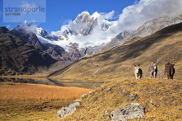 Esel (Asinus) mit Nevado Rondoy  Laguna Mitucocha  Cordillera Huayhuash  Anden  Peru  Südamerika