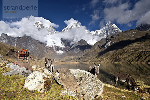 See Laguna Carhuacocha mit Esel (Asinus)  Cordillera Huahuash  Anden  Peru  Südamerika