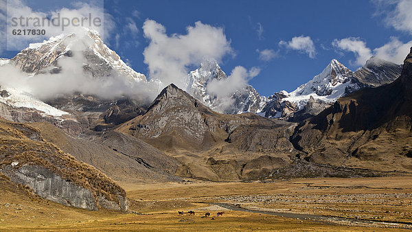 Berglandschaft mit Pferden (Equus)  Nevado Jirishanca  Nevado Yerupaja  Cordillera Huayhuash  Anden Peru  Südamerika