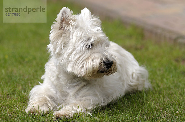 West Highland Terrier liegt im Gras