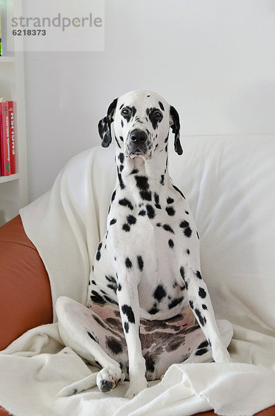 Dalmatiner sitzt auf Sofa