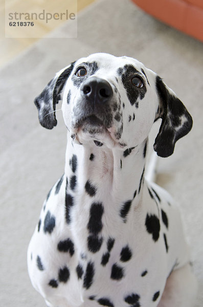 Dalmatiner  Portrait