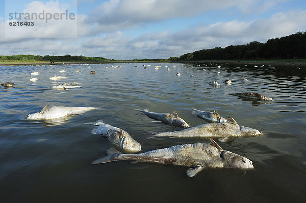 Fischkadaver in einem See während einer Dürre  Dinero  Corpus Christi-See  Süd-Texas  USA