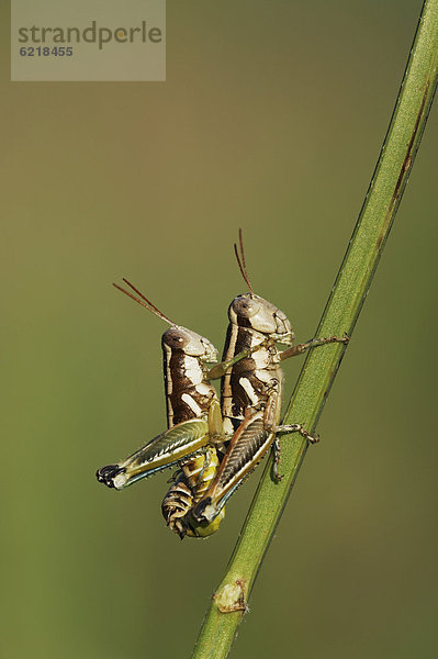 Wanderheuschrecken (Acrididae) bei der Paarung  Dinero  Corpus Christi-See  Süd-Texas  USA