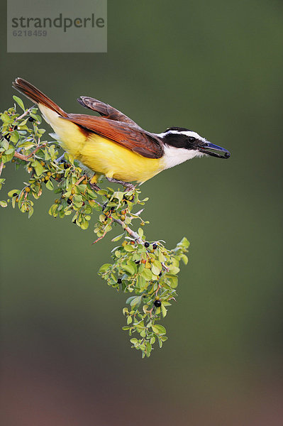 Schwefeltyrann (Pitangus sulphuratus)  Altvogel frisst Beeren  Dinero  See Lake Corpus Christi  südliches Texas  USA  Amerika