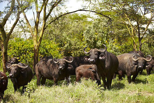 Kaffernbüffel (Syncerus caffer) am Lake Nakuru  Kenia  Afrika