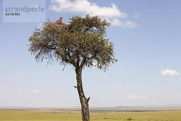 Kappengeier (Necrosyrtes monachus) im Nest auf einer Akazie (Acacia sp.)  Masai Mara  Kenia  Afrika