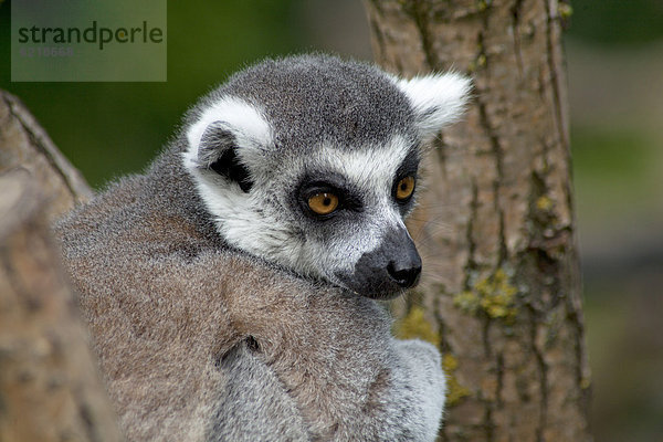 Katta (Lemur catta)  Serengeti-Park  Hodenhagen  Niedersachsen  Deutschland  Europa
