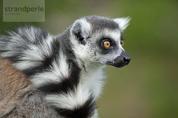 Katta (Lemur catta)  Serengeti-Park  Hodenhagen  Niedersachsen  Deutschland  Europa