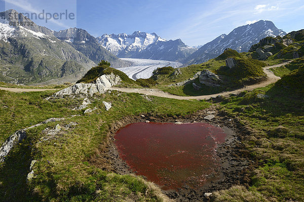 Großer Aletschgletscher  im Vordergrund durch Algen verfärbter Weiher  UNESCO Weltnaturerbe Jungfrau-Aletsch-Bietschhorn  Goms  Wallis  Schweiz  Europa