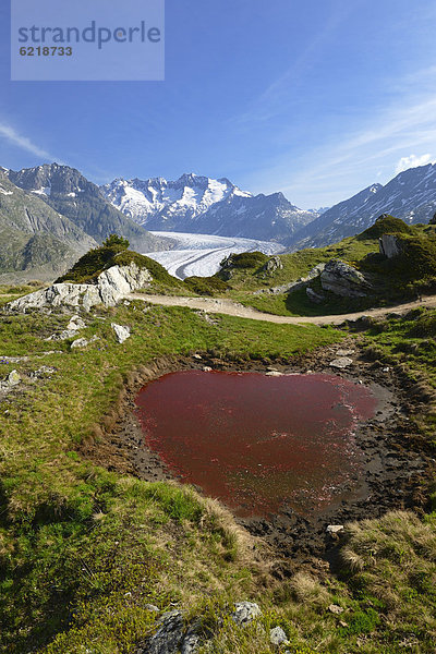 Großer Aletschgletscher  im Vordergrund durch Algen verfärbter Weiher  UNESCO Weltnaturerbe Jungfrau-Aletsch-Bietschhorn  Goms  Wallis  Schweiz  Europa