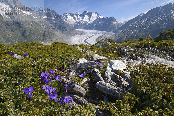 Großer Aletschgletscher mit blühenden Pflanzen im Vordergrund  UNESCO Weltnaturerbe Jungfrau-Aletsch-Bietschhorn  Goms  Wallis  Schweiz  Europa