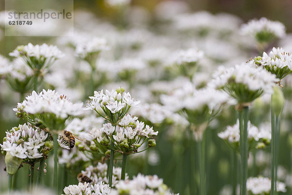 Schnittlauch (Allium schoenoprasum)  blühend  Hessen  Deutschland  Europa