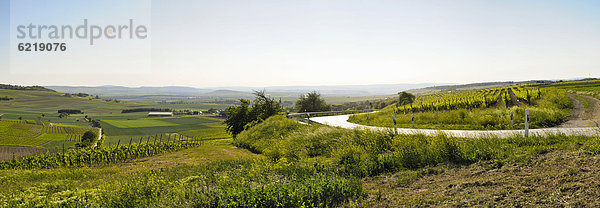 Weinberg bei Wolfsheim  Rheinhessen  Deutschland  Europa