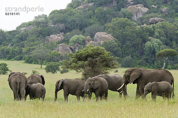 Elefanten (Loxodonta africana) an den Moru Kopjes  Serengeti  Tansania  Afrika