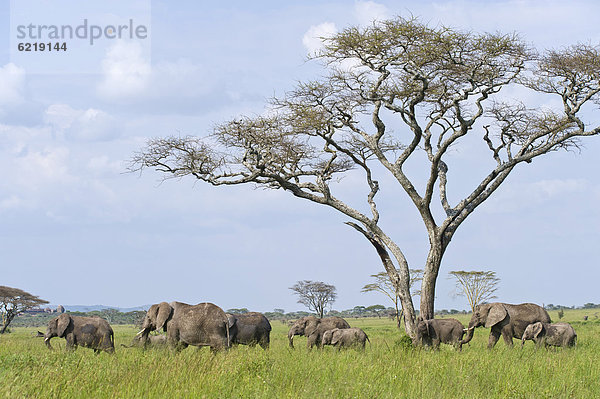 Elefanten (Loxodonta africana)  Seronera  Serengeti  Tansania  Afrika