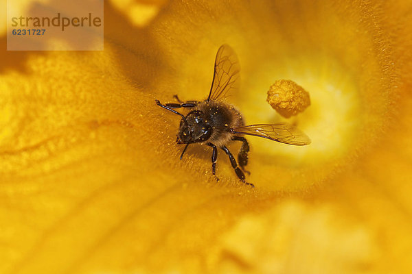 Westliche Honigbiene (Apis mellifera) auf Kürbisblüte  Hokkaido  Japan  Asian