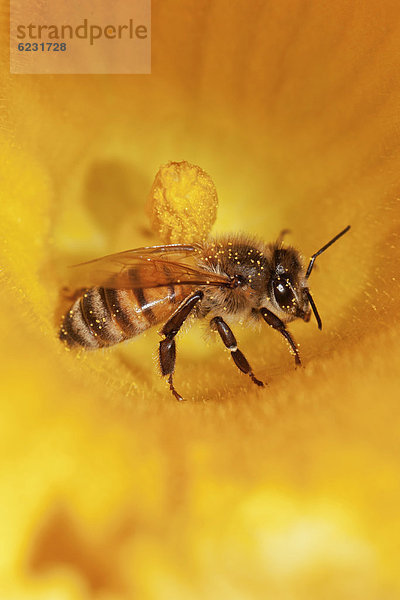 Westliche Honigbiene (Apis mellifera) auf Kürbisblüte  Hokkaido  Japan  Asian