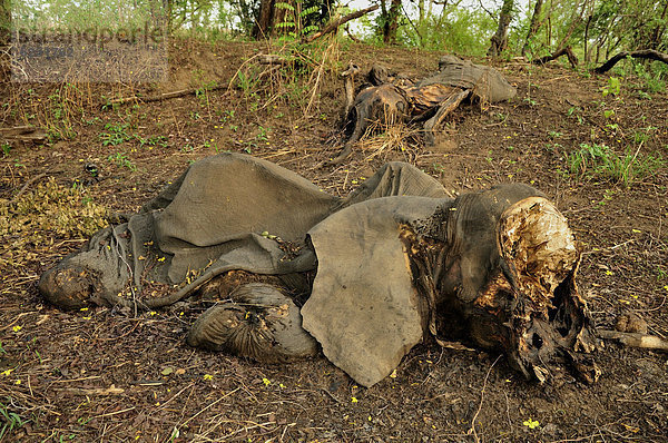 Am 5. März 2012 durch sudanesische Wilderer getötete Elefanten  Bouba-Ndjida-Nationalpark  Kamerun  Zentralafrika  Afrika