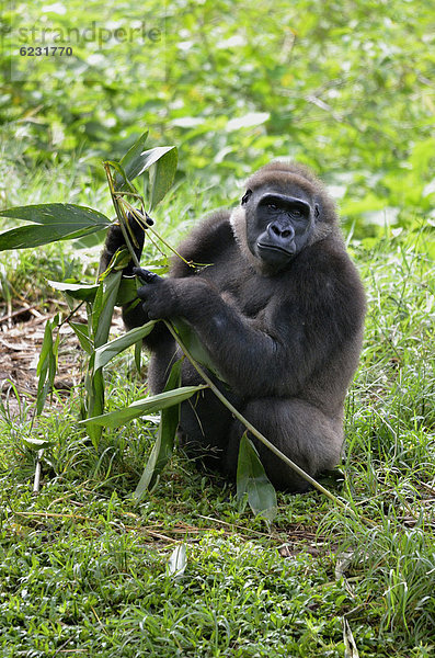 Westlicher Flachland-Gorilla (Gorilla gorilla) im LimbÈ Wildlife Center  LimbÈ  Kamerun  Zentralafrika  Afrika