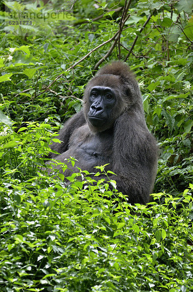 Westlicher Flachland-Gorilla (Gorilla gorilla) im LimbÈ Wildlife Center  LimbÈ  Kamerun  Zentralafrika  Afrika