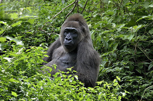 Westlicher Flachland-Gorilla (Gorilla gorilla) im LimbÈ Wildlife Centre  LimbÈ  Kamerun  Zentralafrika  Afrika