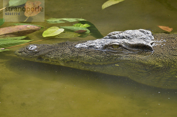 Nilkrokodil (Crocodylus niloticus) im LimbÈ Wildlife Centre  LimbÈ  Kamerun  Zentralafrika  Afrika