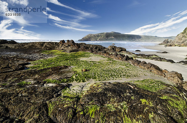 Strand mit grünem Seetang auf Felsen am Hoopers Inlet  Otago Peninsula  Südinsel  Neuseeland