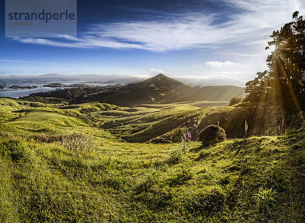 Schafweiden im Streiflicht  Sonnenstrahlen der warmen Morgensonne  Hoopers Inlet Bucht  Otago Peninsula  Südinsel  Neuseeland