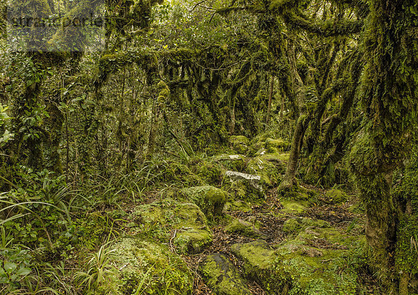 Wanderweg im Regenwald Mt. Taranaki Nationalpark  Nordinsel  Neuseeland