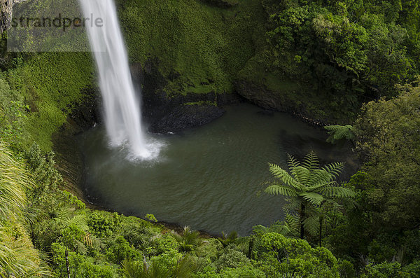 Bridal Veil Falls  dichter Regenwald  Raglan  Waikato  Nordinsel  Neuseeland