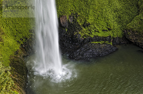 Bridal Veil Falls  dichter Regenwald  Raglan  Waikato  Nordinsel  Neuseeland
