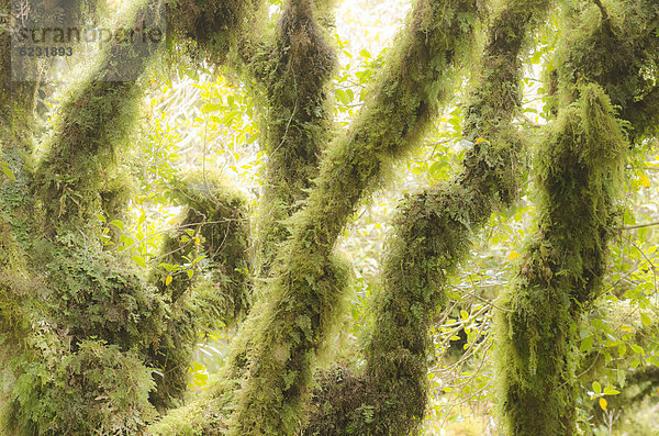 Gemäßigter Regenwald  Vegetation  mit Moos bedeckter Baum  Mt. Egmont Nationalpark  Nordinsel  Neuseeland