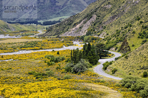 Landstraße schlängelt sich durch ein Tal mit gelben Blüten  Linksverkehr  Arthur's Pass Road  Südinsel  Neuseeland  Ozeanien