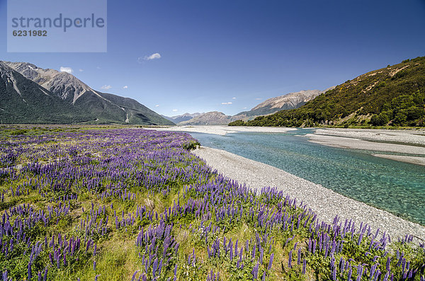 Lupinen (Lupinus) am Waimakariri River  Craigieburn Range  Canterbury  Südinsel  Neuseeland  Ozeanien