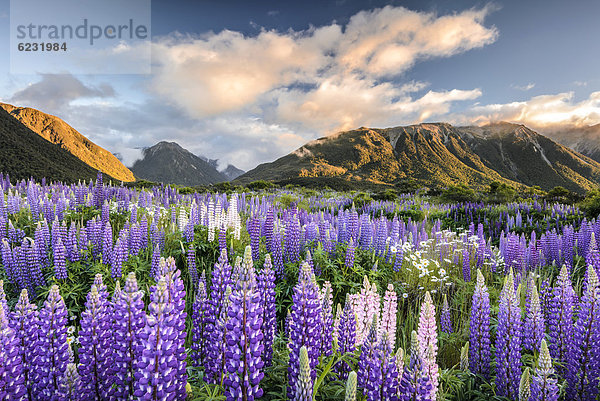 Lupinen (Lupinus)  Craigieburn Range  Canterbury  Südinsel  Neuseeland  Ozeanien