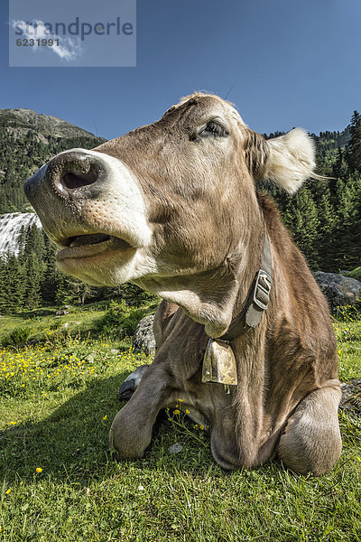 Tiroler Braunvieh  Kuh ohne Hörner beim Wiederkäuen  Grawa Alm  Stubaital  Tirol  Österreich  Europa