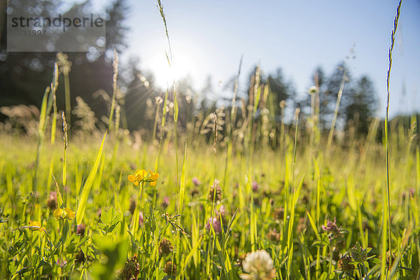 Gräser im Gegenlicht auf Blumenwiese  Lans  Tirol  Österreich  Europa