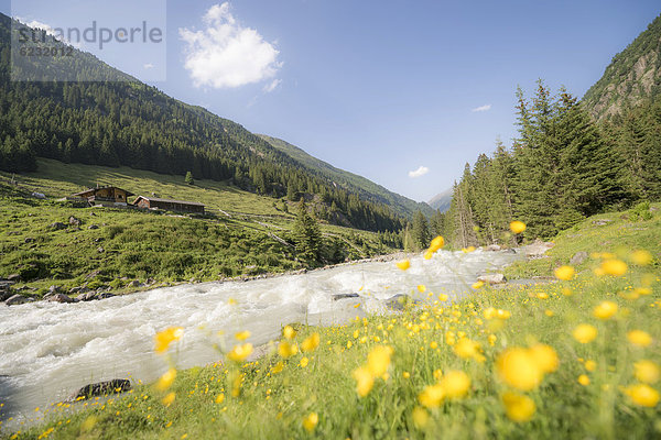 Hahnenfuß vor Bergbach  Grawa Alm  Stubaital  Tirol  Österreich  Europa