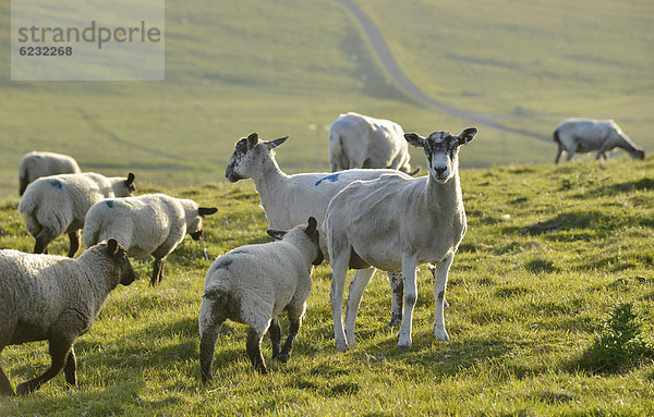 Schafe auf Grasland bei den Stacks of Duncansby an der schottischen Nordküste  John o'Groats  Freswick  Dunnet  Caithness  Schottland  Großbritannien  Europa