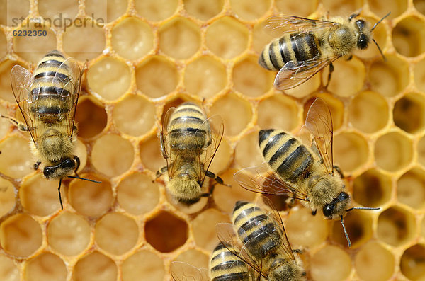 Honigbienen (Apis mellifera)  Arbeiterinnen bei Brutpflege auf Brutwabe  Larven ca. 8 Tage alt