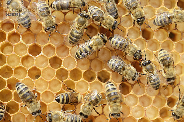 Honigbienen (Apis mellifera)  Arbeiterinnen bei Brutpflege  Larven  ca. 8 Tage alt  in Wabenzellen