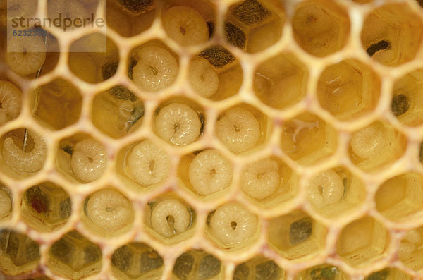 Honigbienen (Apis mellifera)  Larven  Arbeiterinnen ca. 5-8 Tage alt  in Wabenzellen