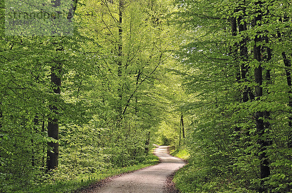 Waldweg im Frühling  Buchen (Fagus sylvatica)  Schwäbische Alb  Baden-Württemberg  Deutschland  Europa  ÖffentlicherGrund