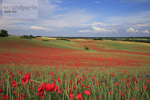 Klatschmohn Papaver rhoeas Feld Brandenburg Deutschland